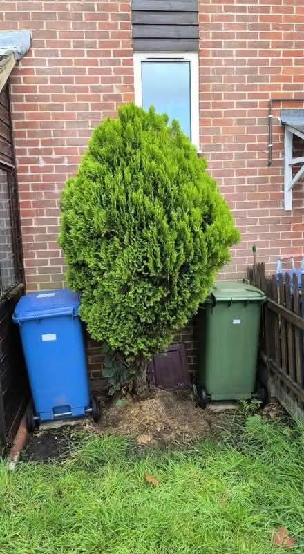 Photo of free Conifer Tree / Shrub (Bracknell, RG12 0) #2