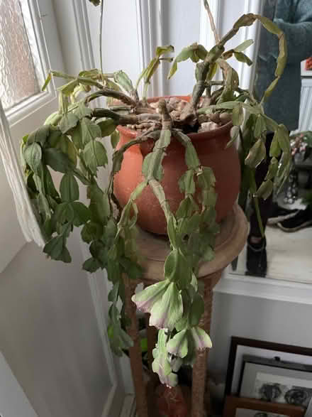 Photo of free 2 x Christmas cactus (Clapham, Bedford) #1