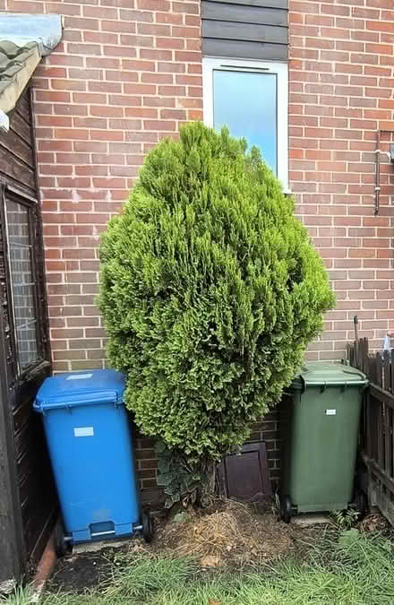 Photo of free Conifer Tree / Shrub (Bracknell, RG12 0) #1