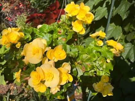 Photo of free Yellow begonia in a pot (S Downers Grove) #1