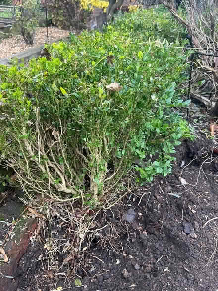 Photo of free More Box hedge plants (St Albans) #1