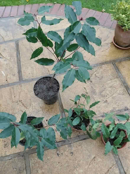 Photo of free Seedlings all rooted (Fleetville AL4) #1