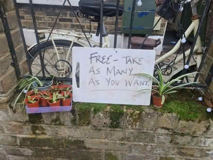 Photo of free spider plants (Bermondsey SE1) #1