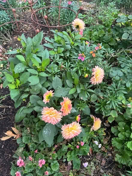 Photo of free Dahlias (BH23) #3