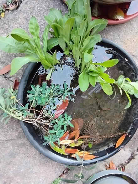 Photo of free Outdoor plants and seeds (Stratford E15 4) #1