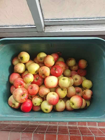 Photo of free apples 🍎 (Highfield HP2) #1