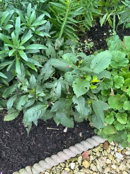 Photo of free Dahlias (BH23) #1
