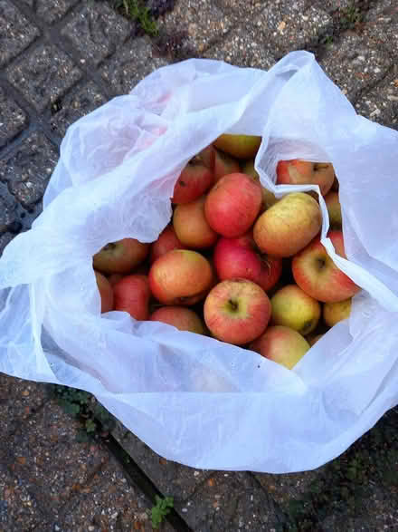 Photo of free More windfall apples (Hampshire PO8) #1
