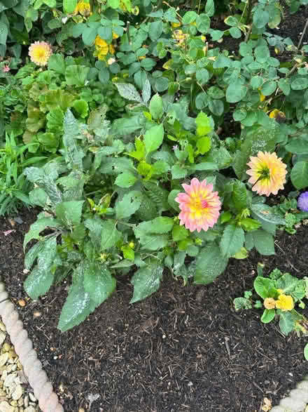 Photo of free Dahlias (BH23) #2