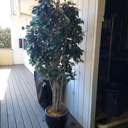 Photo of free 7 foot tall artificial tree (Montclair) #1