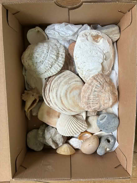 Photo of free Sea Shell collection (Banstead SM7) #1