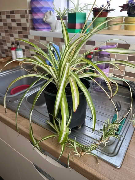 Photo of free Large spider plant (Bromborough, Wirral) #1