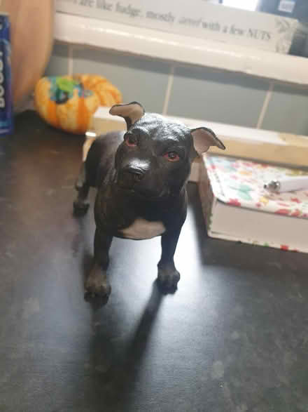 Photo of free Staffordshire bull terrier figure (Cr5 3rp) #1
