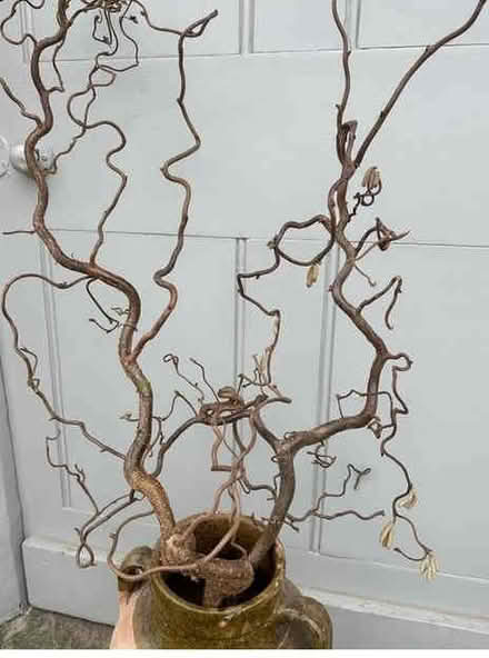 Photo of Curly Hazel or Curly Willow Branch (Glyne Gap TN40) #1