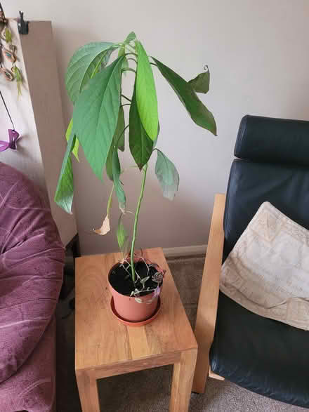 Photo of free Aloe vera and Avacado plants (Chippenham SN14) #1