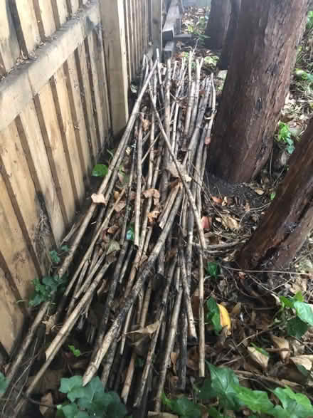 Photo of free Natural Bamboo (Houghton Le Spring DH4) #2