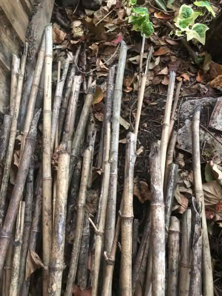 Photo of free Natural Bamboo (Houghton Le Spring DH4) #1