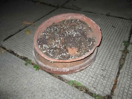 Photo of free clay pots (Old Ottawa South) #3