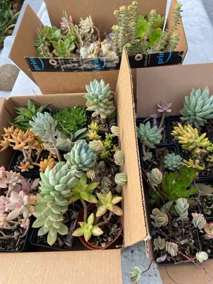 Photo of free Succulents (Elmhurst , Queens) #1