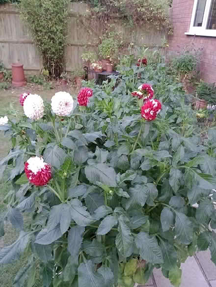 Photo of free Dahlia tubers (Lower Earley RG6) #1