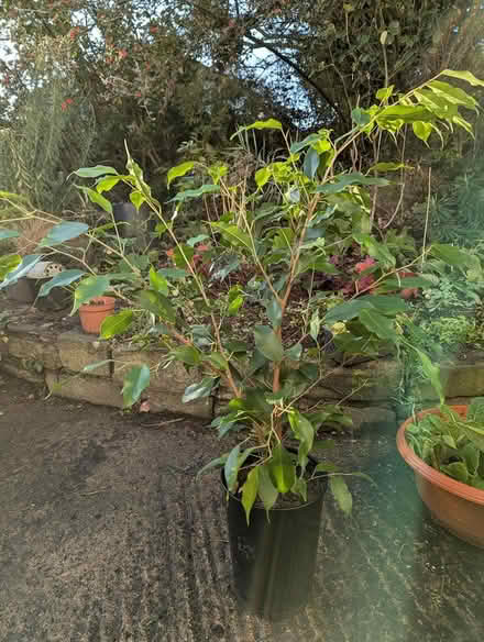 Photo of free Ficus Houseplant (BD16 cottingley) #1