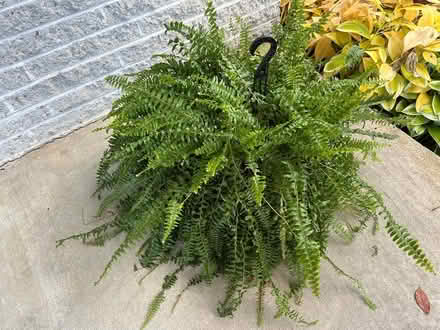 Photo of free Boston fern hanging baskets (Finksburg - Carroll County) #1