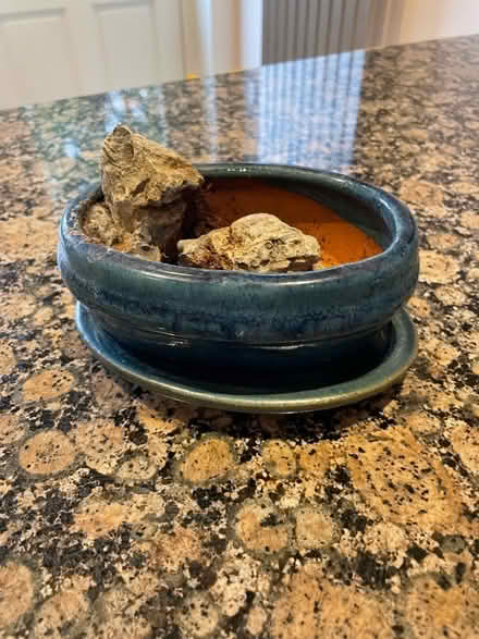 Photo of free Pot for Bonsai Tree (Lamorbey DA15) #1