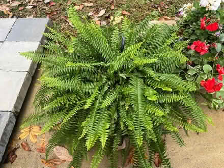 Photo of free Boston fern hanging baskets (Finksburg - Carroll County) #2