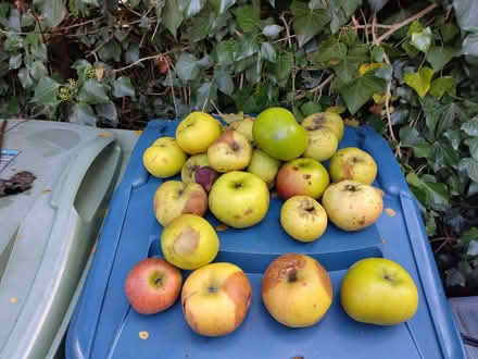 Photo of free Bramley's apple (Oxford OX4) #1