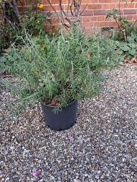 Photo of free Rosemary plant (Finchampstead RG40) #1