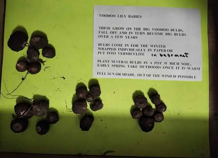 Photo of free Voodoo lily bulbs and seeds (Wellington Village) #1