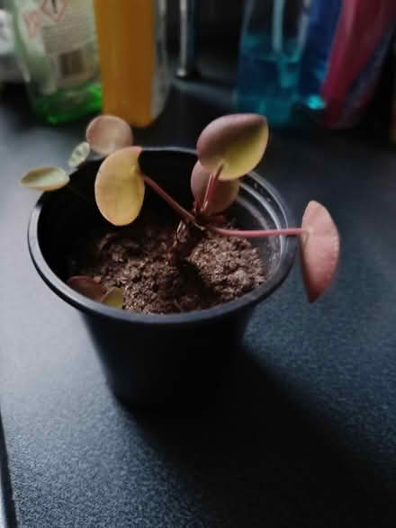 Photo of free Small Chinese Money plant (Walkley, S6) #3