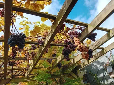 Photo of free Lots of black grapes (Swanshurst B13) #1