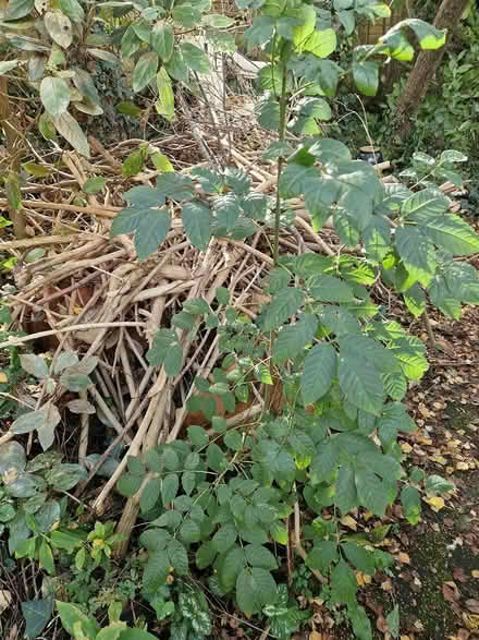 Photo of free 2 Ash Tree Saplings (Wimborne Town centre, BH21) #1