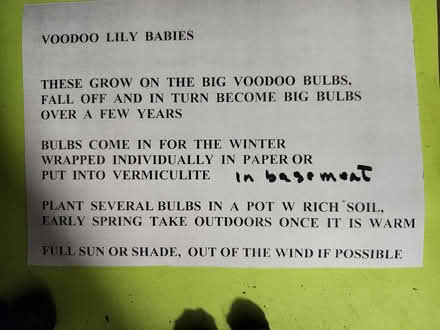 Photo of free Voodoo lily bulbs and seeds (Wellington Village) #3