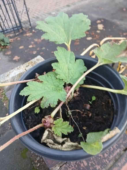 Photo of free Gunnera (Mexborough S64) #1