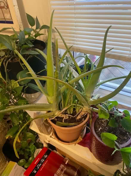 Photo of free House plants and aloe (Frederick, MD) #2