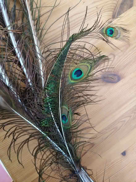 Photo of free Peacock feathers (Botley OX2) #1