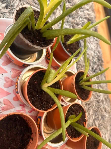 Photo of free Aloe Vera plants (New Malden KT3) #1