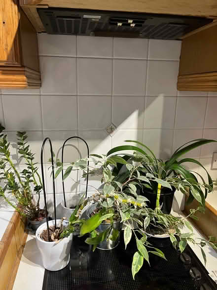 Photo of free Plants and plant pots (Royal Leamington Spa CV31) #1