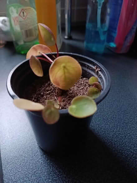 Photo of free Small Chinese Money plant (Walkley, S6) #1