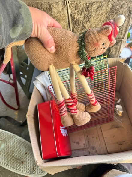 Photo of free Christmas cat (Woodridge) #1