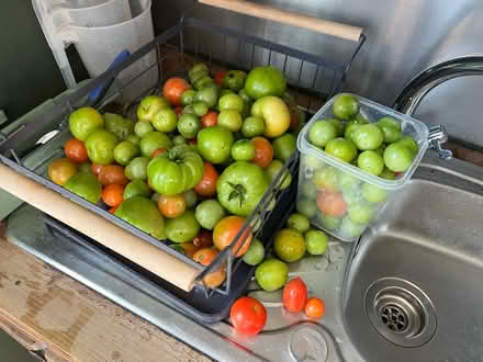 Photo of free Green Tomatoes (East Finchley N2) #1