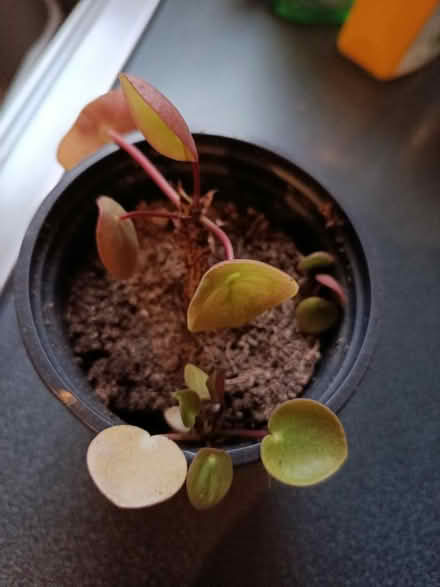 Photo of free Small Chinese Money plant (Walkley, S6) #2