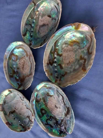 Photo of free Iridescent shells (Chorleywood WD3 5) #1
