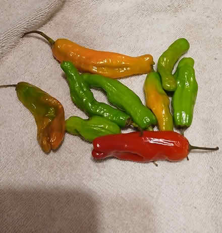 Photo of free hot peppers (Sharon hill, PA) #1