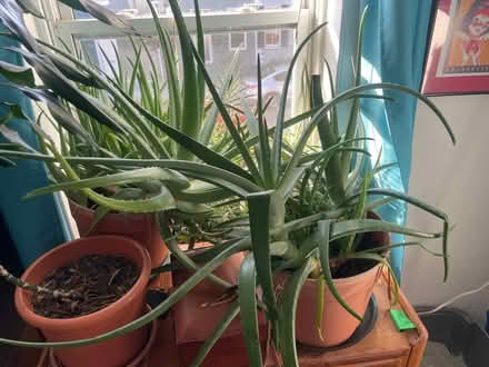Photo of free House plants and aloe (Frederick, MD) #3