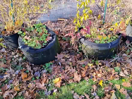 Photo of free Cloth planter bags (Acton) #1