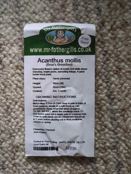 Photo of free Acanthus mollis seeds, unopened (Roffey) #1