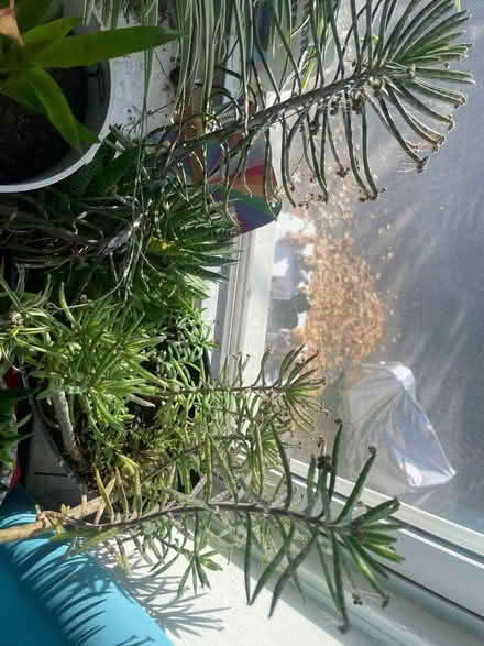 Photo of free House plants and aloe (Frederick, MD) #4